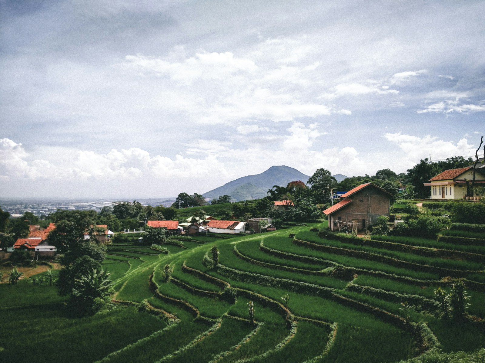 Permukiman dan sawah bertingkat di Cimanggung, Jawa Barat